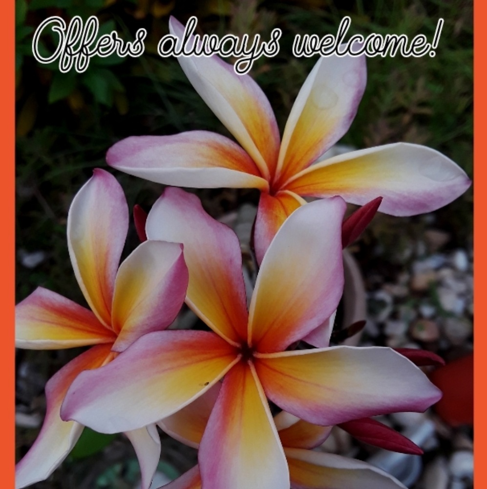 Offers always welcome!